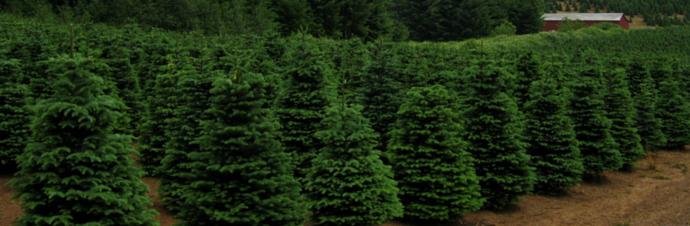 ChristmasTreeMain.jpg